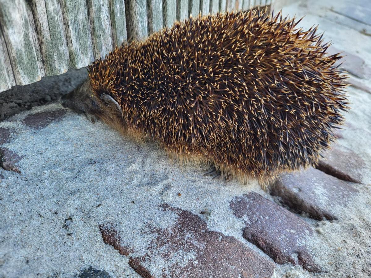 B & B De Tocht Berkhout Zewnętrze zdjęcie